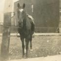 Dr. O. A. Howard&#039;s Horse, Roxy on Marlinton Street